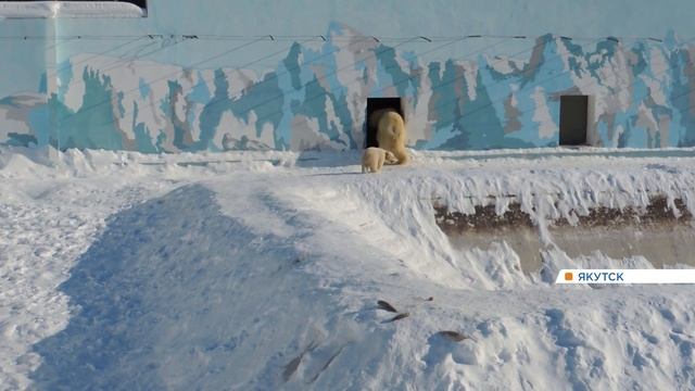 В якутском зоопарке родился белый медвежонок