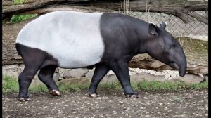 Звук чепрачного тапира.The sound of a black-backed tapir.