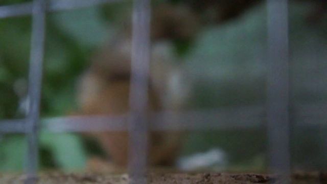 малыши и фундук смотреть онлайн