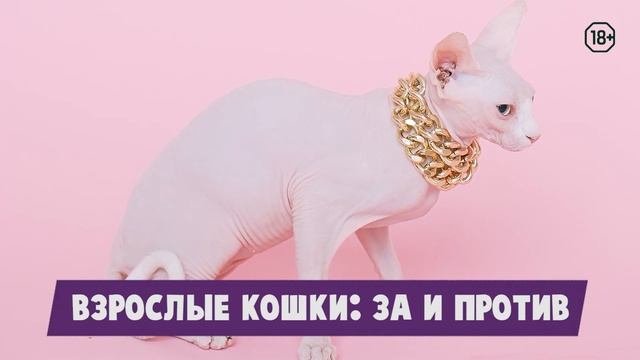 Кого завести: котенка или взрослое животное? | Sova.live смотреть онлайн