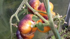 Послеобеденный Восторг! Полный обзор томата