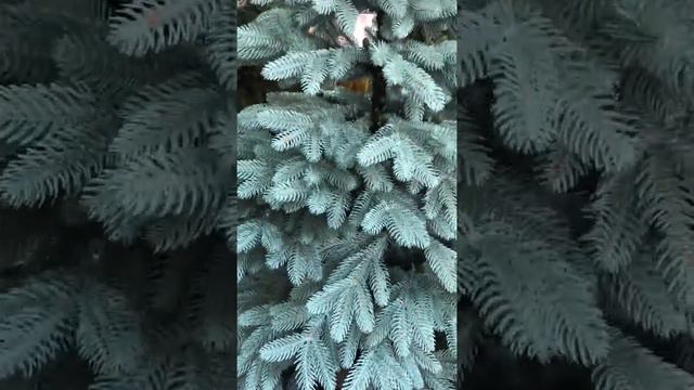 Елка искусственная литая Премиум голубая - Ялинка лита Преміум блакитна