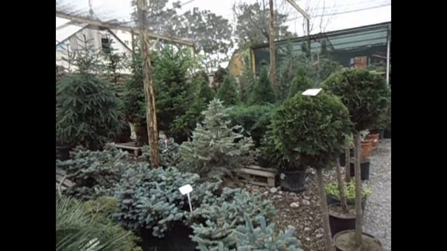 Шымкент, Городские цветы-2 (Хвойные растения, агава, пальмы, мандарины) смотреть онлайн