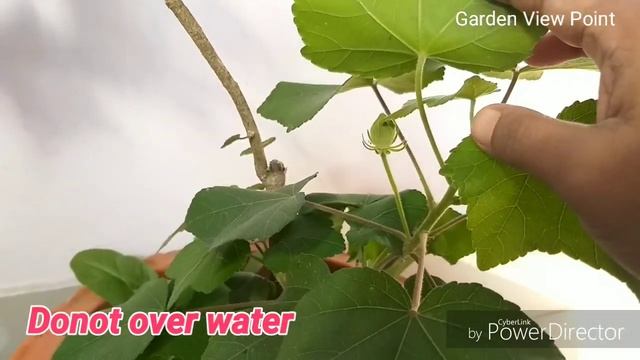 Sthal padma in pot/ Land lotus plant care tips/Hibiscus mutabilis/Confederate rose смотреть онлайн