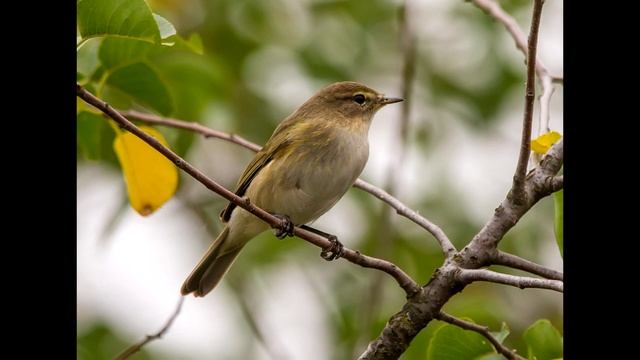 КРАСИВОЕ ПЕНИЕ ПЕНОЧКИ - ВЕСНИЧКИ смотреть онлайн