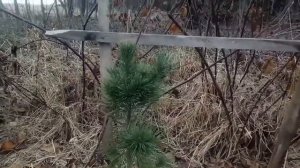 Кедр сибирский из орешка 10 лет. Сколько перезимовало кедров.