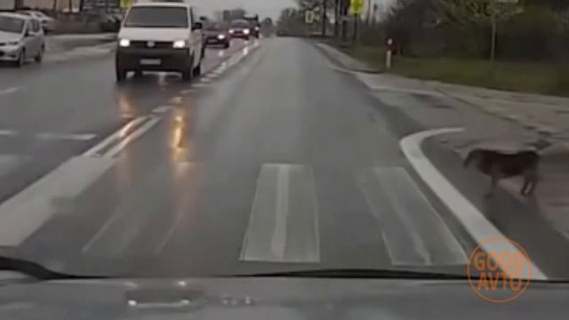 Самые необычные пешеходы смотреть онлайн