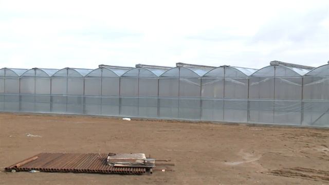 45 тысяч роз к празднику вырастили цветоводы Казыгуртского района смотреть онлайн