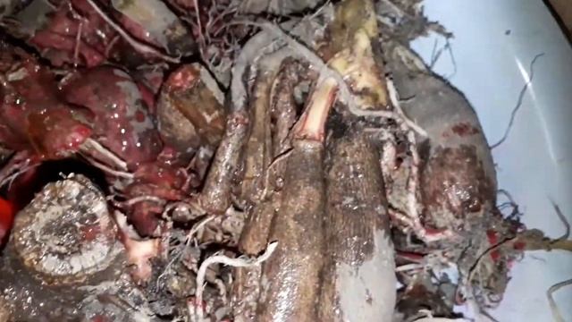 Подготовка клубней георгины к посадке.