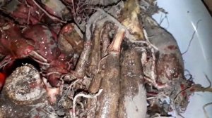 Подготовка клубней георгины к посадке.