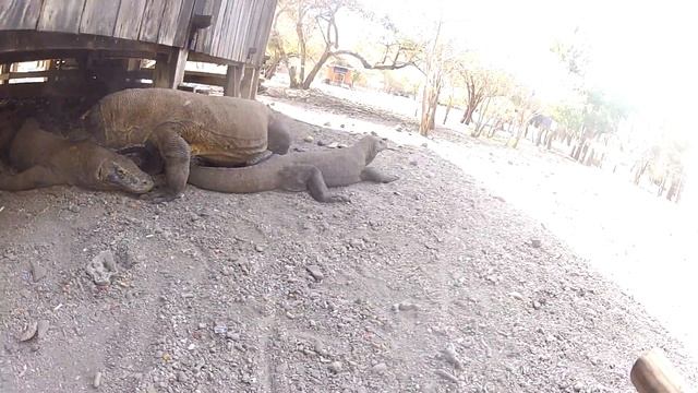 Комодский дракон смотреть онлайн