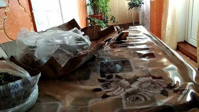 Распаковка,посылки с саженцами. смотреть онлайн