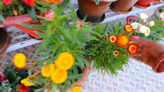 नवम्बर दिसम्बर में लगने वाले 12 फूलों वाले पौधो के नाम और दाम | 12 Best Winter Flower Name | flower смотреть онлайн