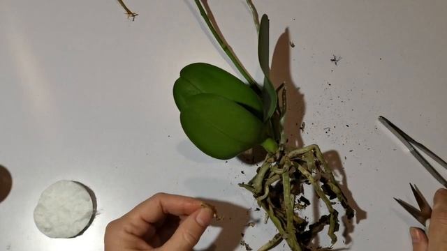 Сявы больше нет!...есть Сёма) Орхидея ДЕНЕБОЛА - и не надо меня так пугать! смотреть онлайн