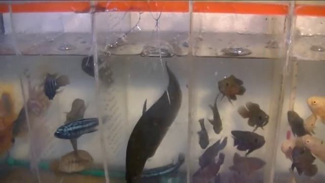 Птичий рынок.Аквариумные рыбки. смотреть онлайн