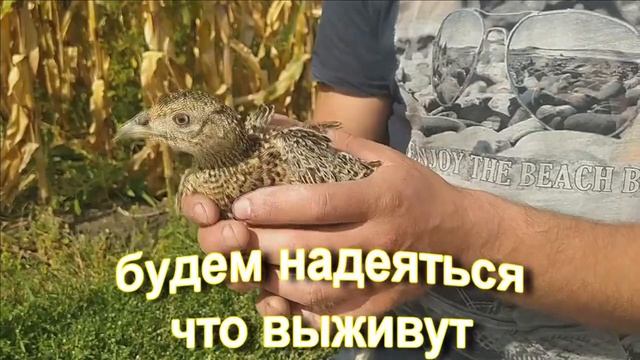 Отпускаем фазанов на волю,убираем от кур-несушек смотреть онлайн