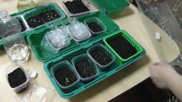 Полив всходов очень простой. Первый полив всходов земляники из семян.