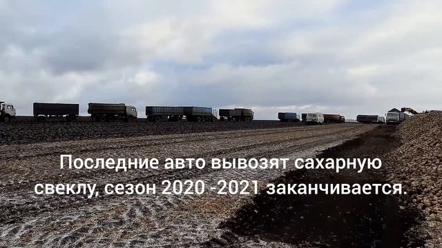 завершение уборки сахарной свеклы, сезон 2020-2021 смотреть онлайн
