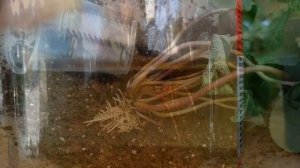 Цикламен (Cyclamen) Размножение цикламена черенком. Шансы есть????