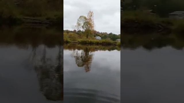 Осенний запуск малька Линя в водоём! смотреть онлайн