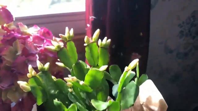 ?✝️ My new Easter cactus Hatiora gaertneri houseplant 4/2/2021✝️? смотреть онлайн