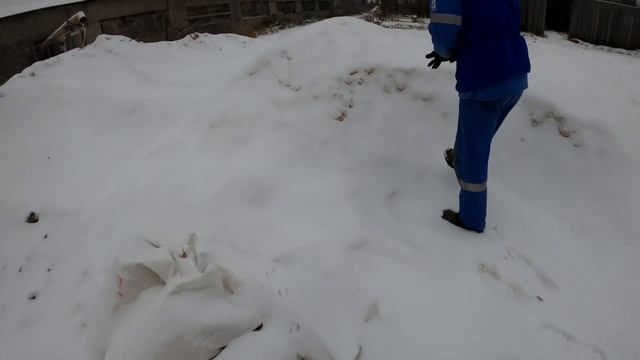 Подготавливаем подстилку для щенков Мираны. Скоро щенки Ротвейлера смотреть онлайн