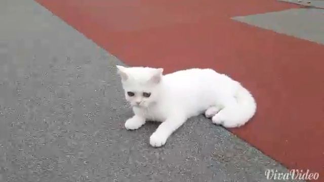 Нелли кошечка скоттиш-страйт смотреть онлайн