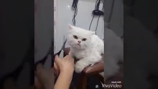 Стрижка собак и кошек Баку 2016 Zooboutique Xatiko 055 969 96 36 смотреть онлайн