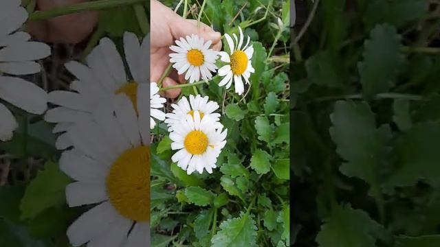 Ромашки в сентябре 2021 Павлодар смотреть онлайн