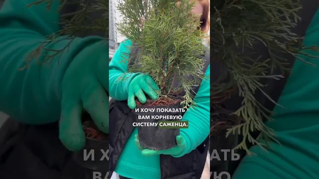 🌲 Какой сорт туи лучше всего подойдет для живой изгороди? смотреть онлайн
