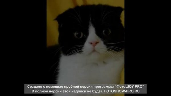 Top 10 Most Unusual Cat Breeds You Didn't Even Know About