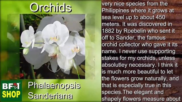 (Phalaenopsis Sanderiana) Orchids Gallery Malaysia At BF1