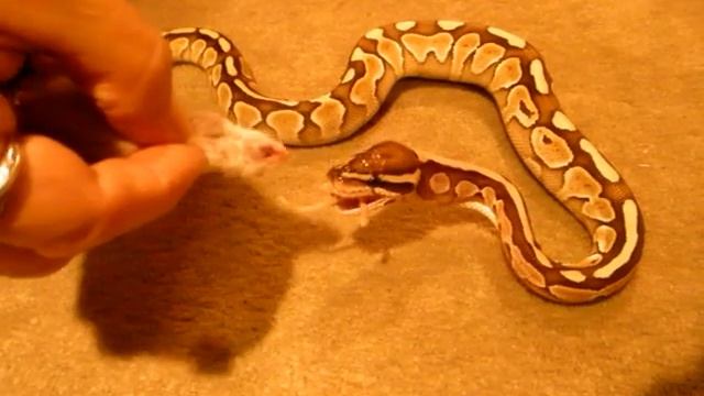Assist feeding of Ball Python- Done by Deb's Exotics смотреть онлайн