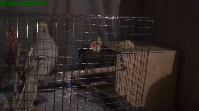 Пара Корелл Поет Пения Корелл/Couple Corell Singing Sounds Birds Singing Corell