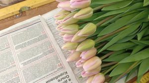 Сорт Barcelona beauty