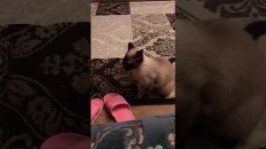 Сиамская кошка нападает