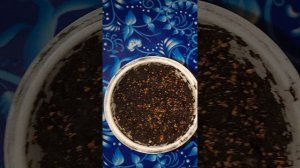 Клён ложнозибольдов (корейский) - руководство по выращиванию