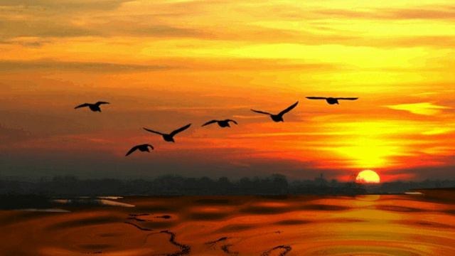 Улетают на юг журавли. смотреть онлайн