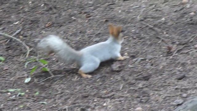 Белка готовится к зиме 31.10.11 смотреть онлайн