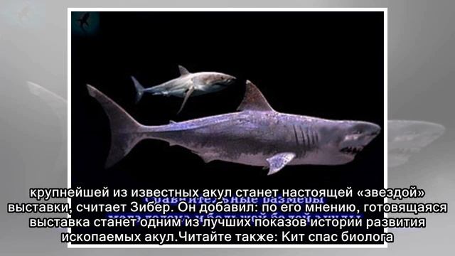 Скелет самой большой акулы в истории выставлен в музее смотреть онлайн