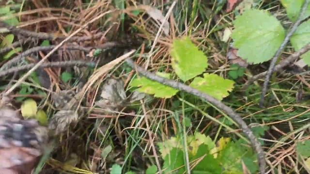 Не до бус?♀️ Собираем кедровые шишки смотреть онлайн