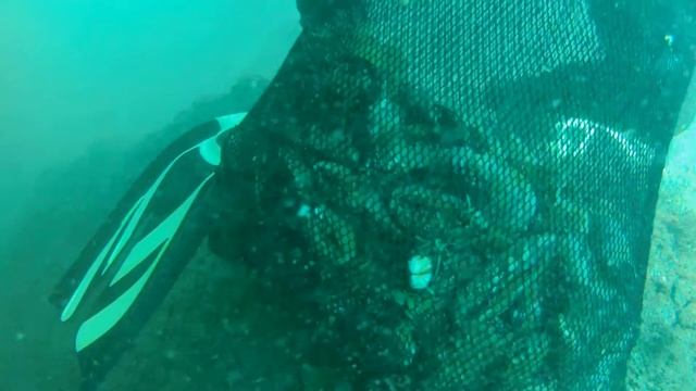 Мидии по Королёвски Divingtime.net смотреть онлайн