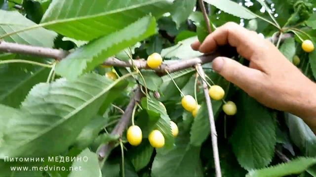 Черешня Золотая лошицкая обзор сорта смотреть онлайн