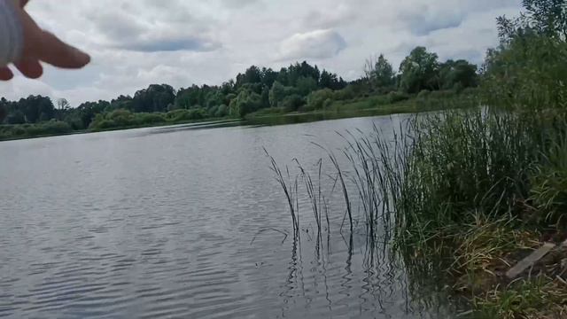 ЩО ЗАРАЗ ЛОВИТЬСЯ НА ВУДОЧКУ? РИБАЛКА НА СІЛЬСЬКОМУ СТАВКУ. ЛЕБЕДІ ТА КОЗИ, ЗАКИНУТА ДАЧА смотреть онлайн