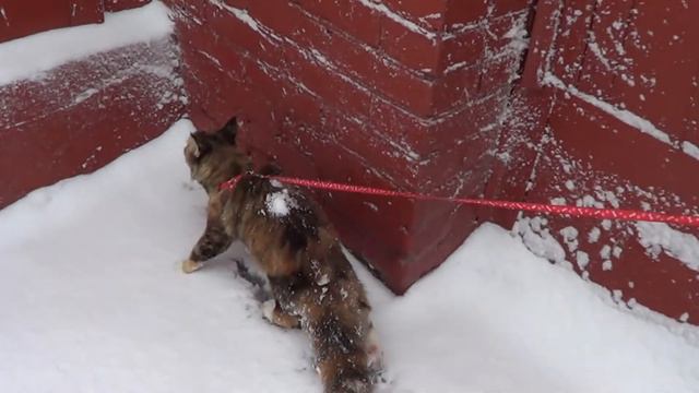 Первый снег Моники, колбаска для Тишки, ласки Мартина смотреть онлайн