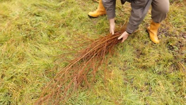 Come legare le piante di vite con il salice SALIX VIMINALIS legatura del vigneto della vigna e viti смотреть онлайн