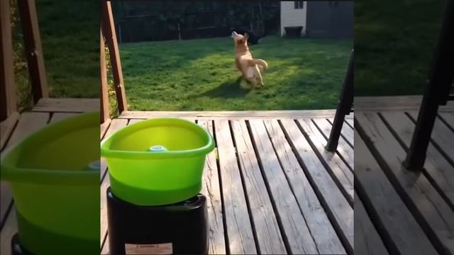 Симпатичные детские сборники "Кошки и собаки": милые животные #1 смотреть онлайн