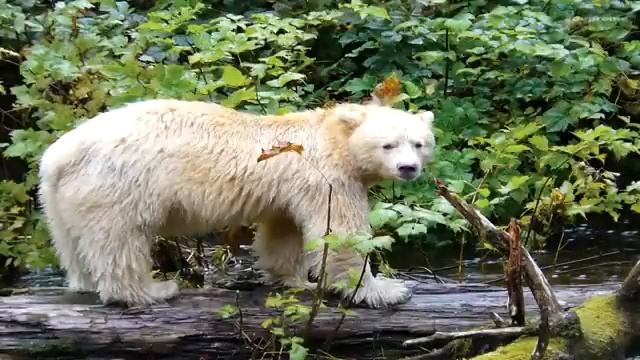 САМЫЙ БОЛЬШОЙ МЕДВЕДЬ ВЕС 1 ТОННА 2 смотреть онлайн