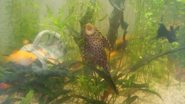 Жизнь сомиков (Catfish life) смотреть онлайн