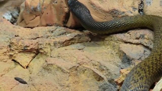 Тайпан — ядовитая змея, обитающая в Австралии. смотреть онлайн